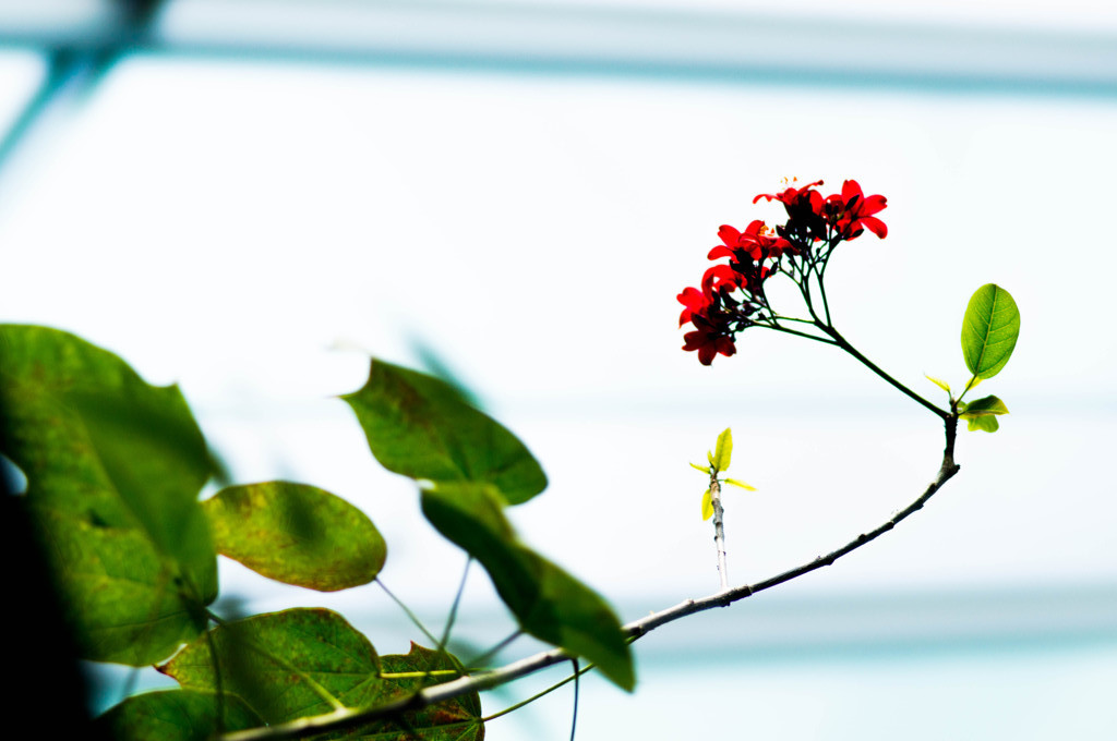 南洋桜