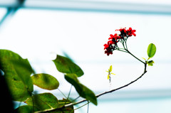 南洋桜