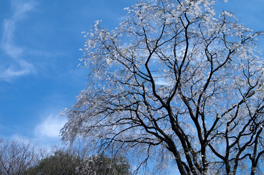 六義園の桜（2018）