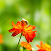 花と蜜蜂