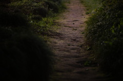 土道