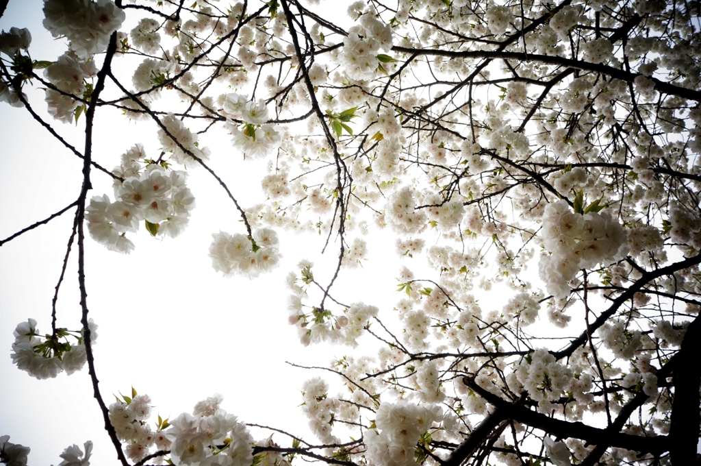 新宿御苑の桜