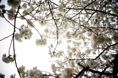 新宿御苑の桜