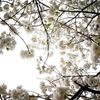 新宿御苑の桜