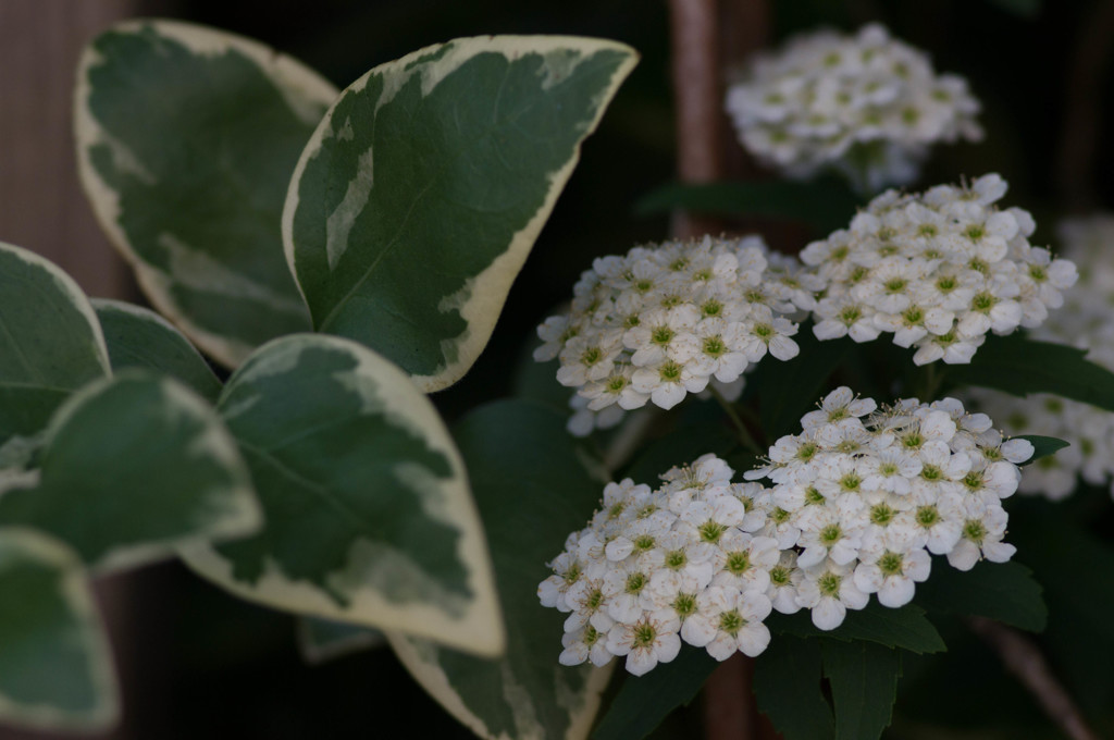 花壇百景4～庭の花～