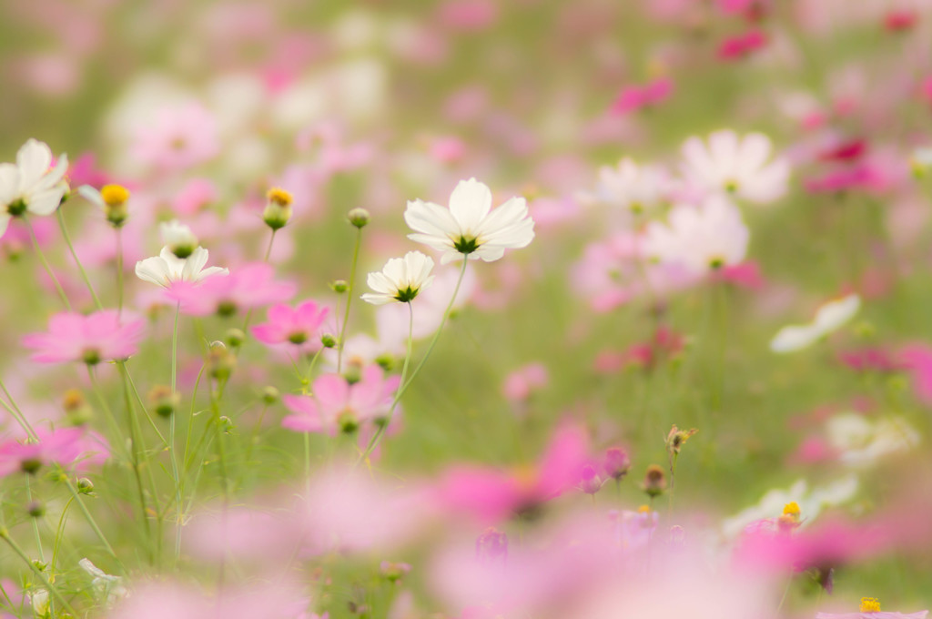 Cosmos