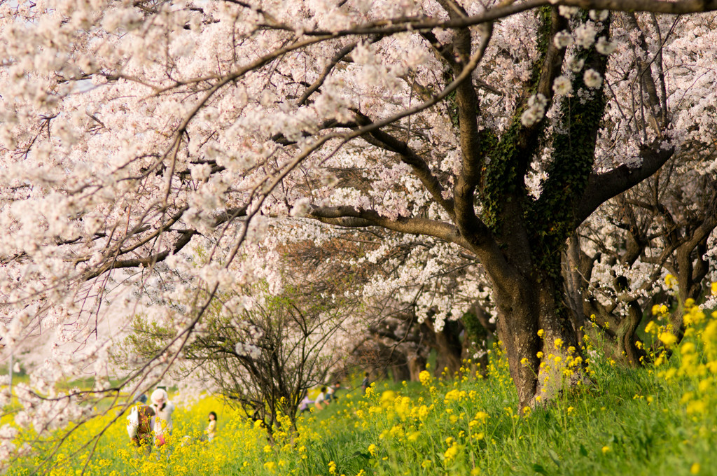 吉見町　桜堤公園（2018）