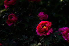 秀花