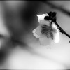 冬桜