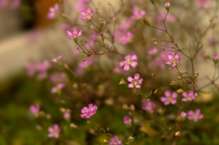 小さき花