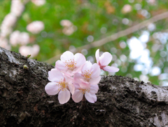 ここがボクの居場所なんだ。　桜