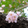 ここがボクの居場所なんだ。　桜