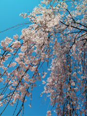 枝垂れ桜