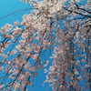 枝垂れ桜