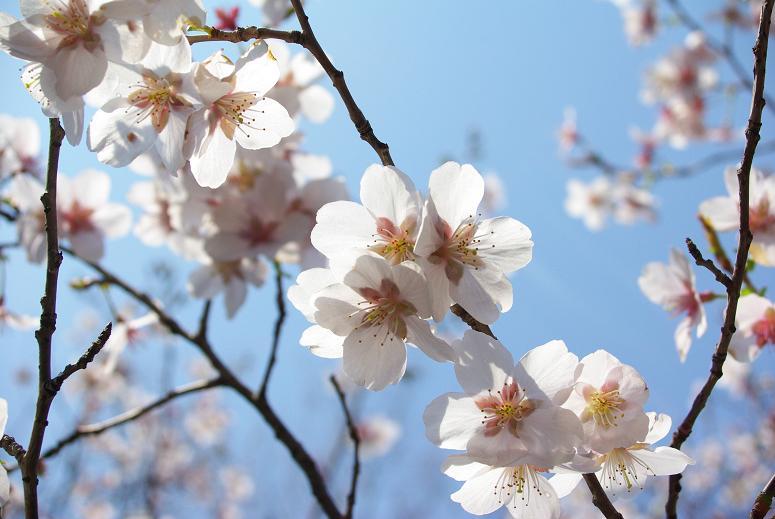 sakura