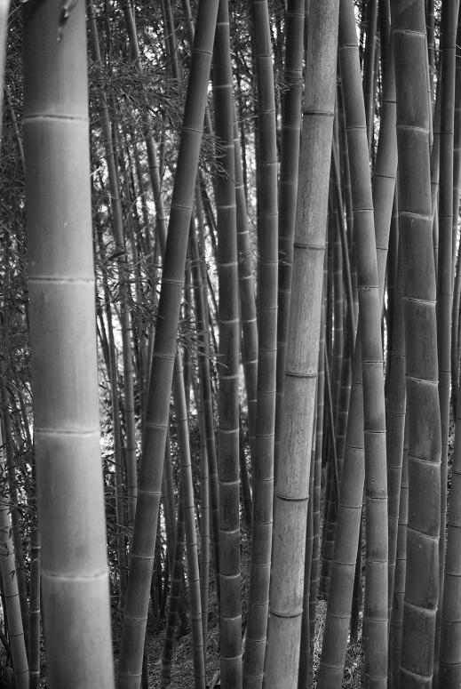 Bamboo