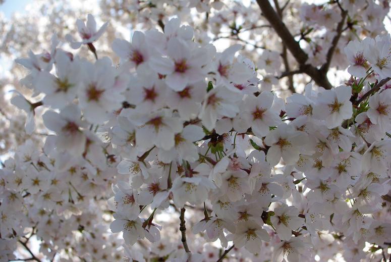 sakura