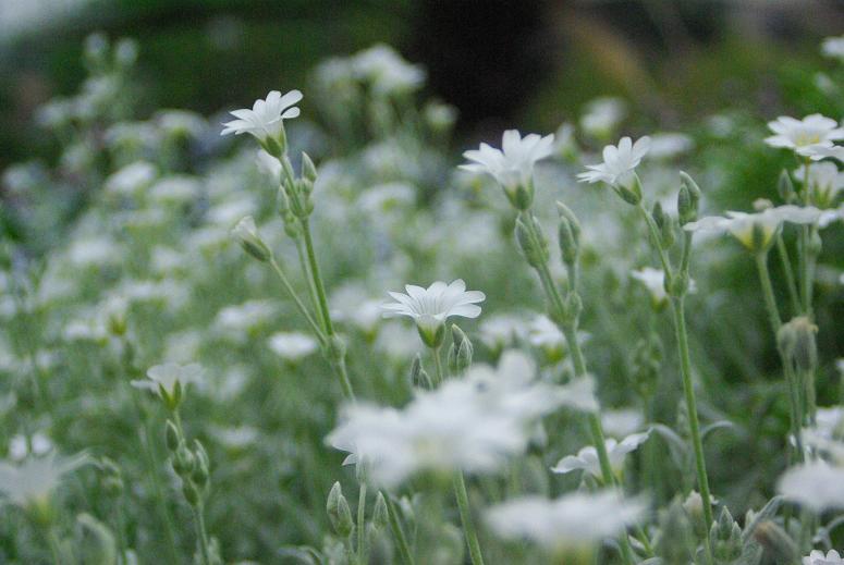 公園の花