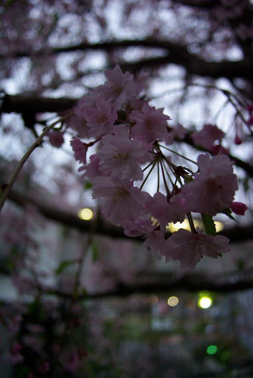 sakura