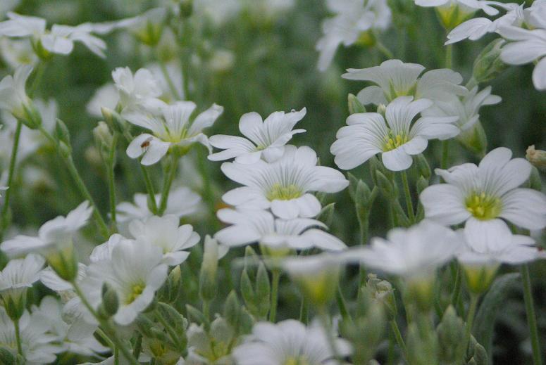 公園の花