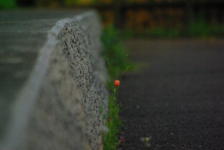 小さな花