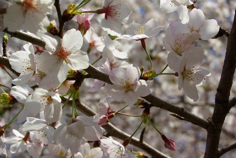 sakura