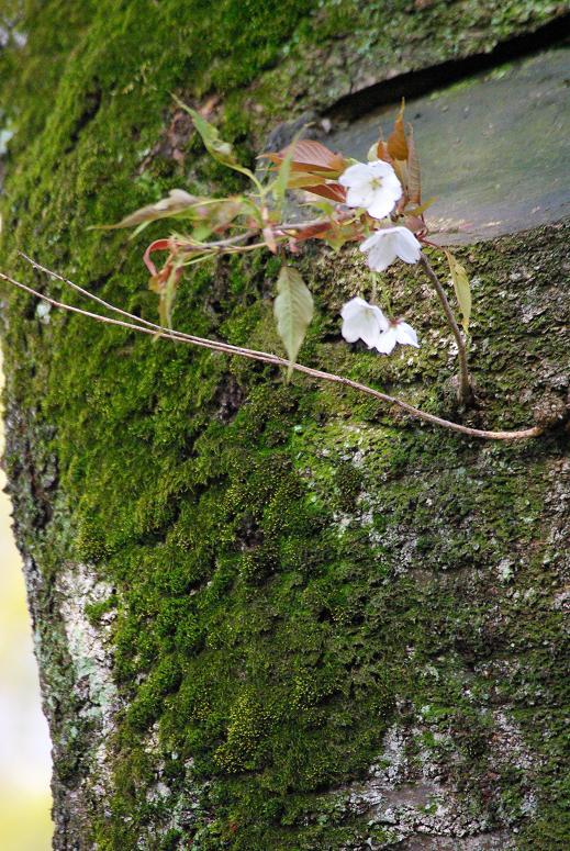 小さな満開