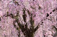 京都・二条城の桜