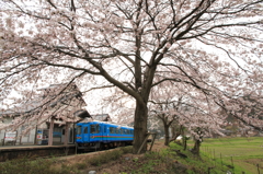 ♪大きな桜の木の下で