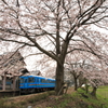 ♪大きな桜の木の下で