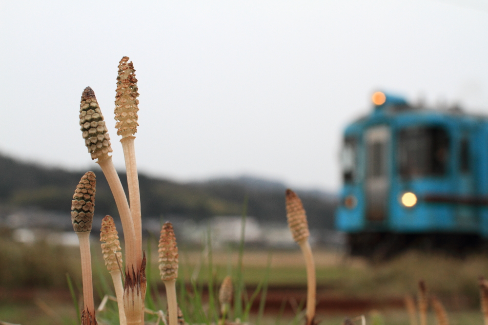 列車を迎える土筆