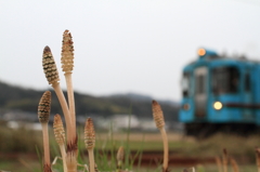 列車を迎える土筆
