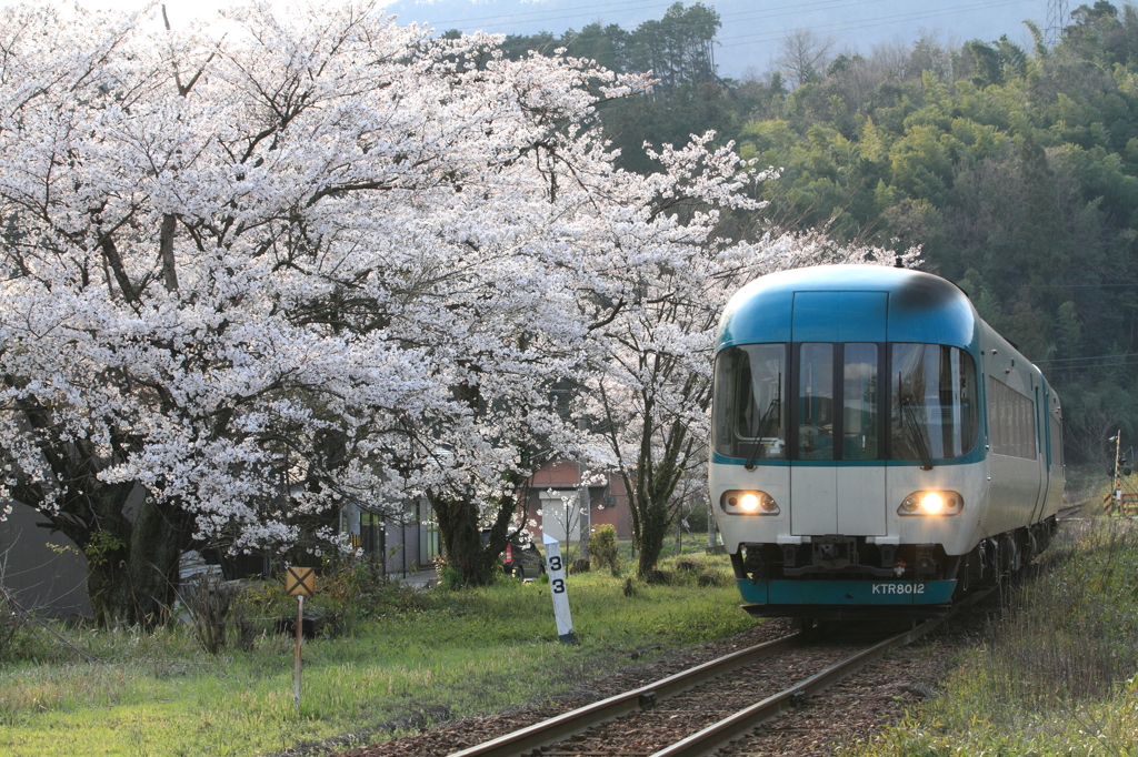 桜を愛でながら