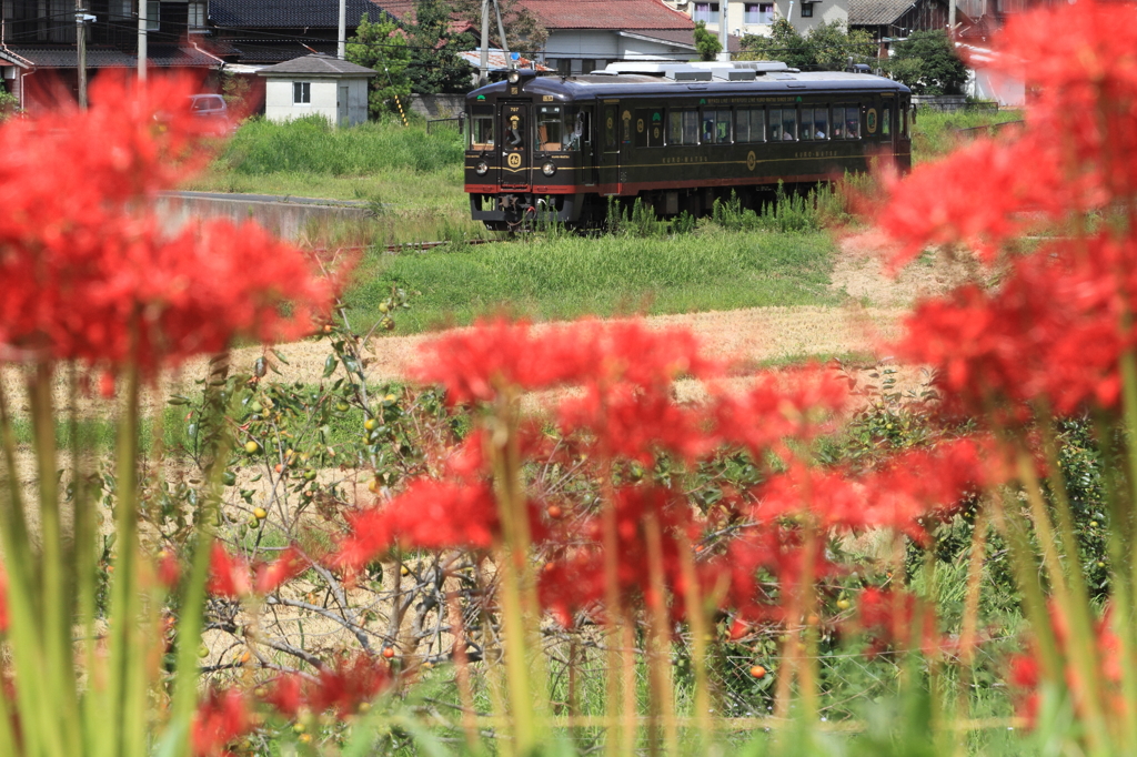 くろまつと彼岸花