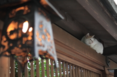 我輩の居場所