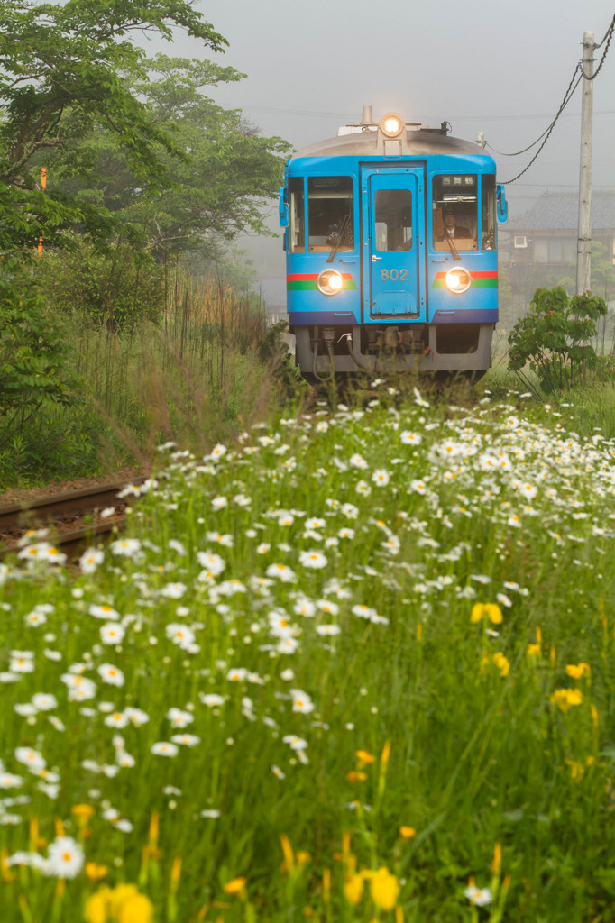 沿線の花々を愛でながら