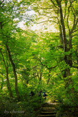 新緑の登山道