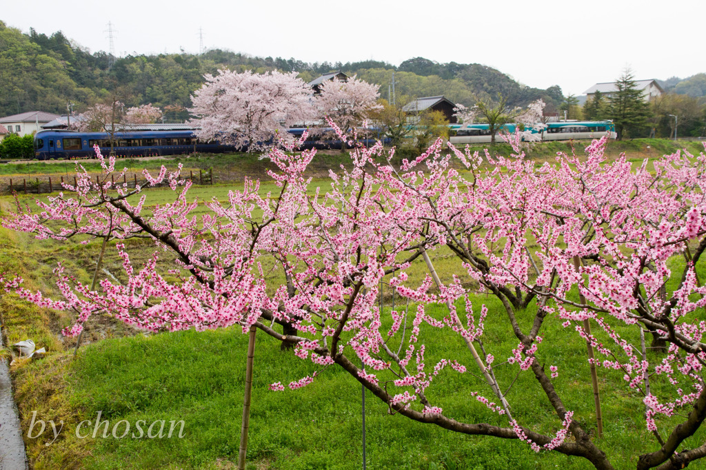 春の花と丹後の海