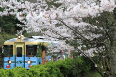 桜の甲山駅にて