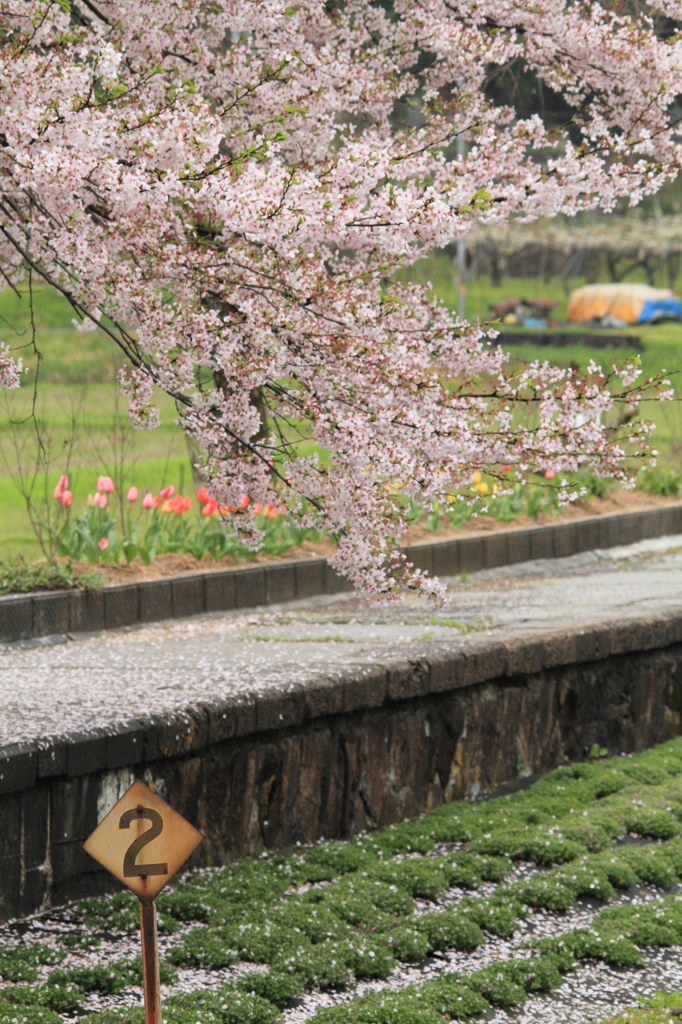 ２番線跡に散り積もる桜