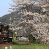 くろまつ 桜をかすめて