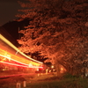 岩滝口 夜桜