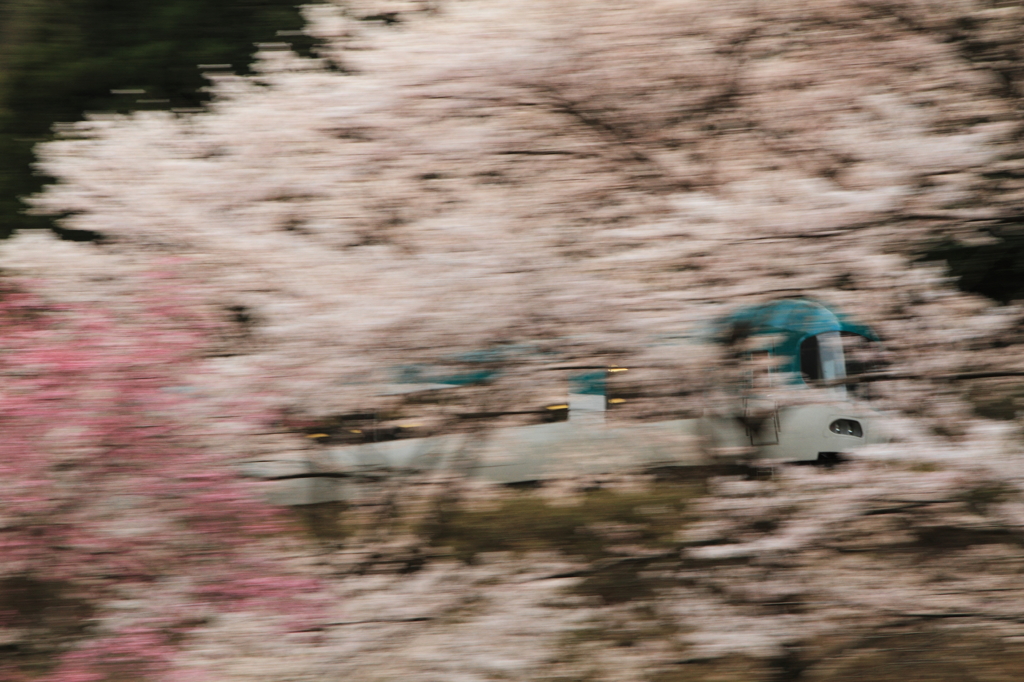 桜の中を駆け抜けて