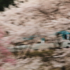 桜の中を駆け抜けて