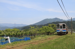 トコトコと走る