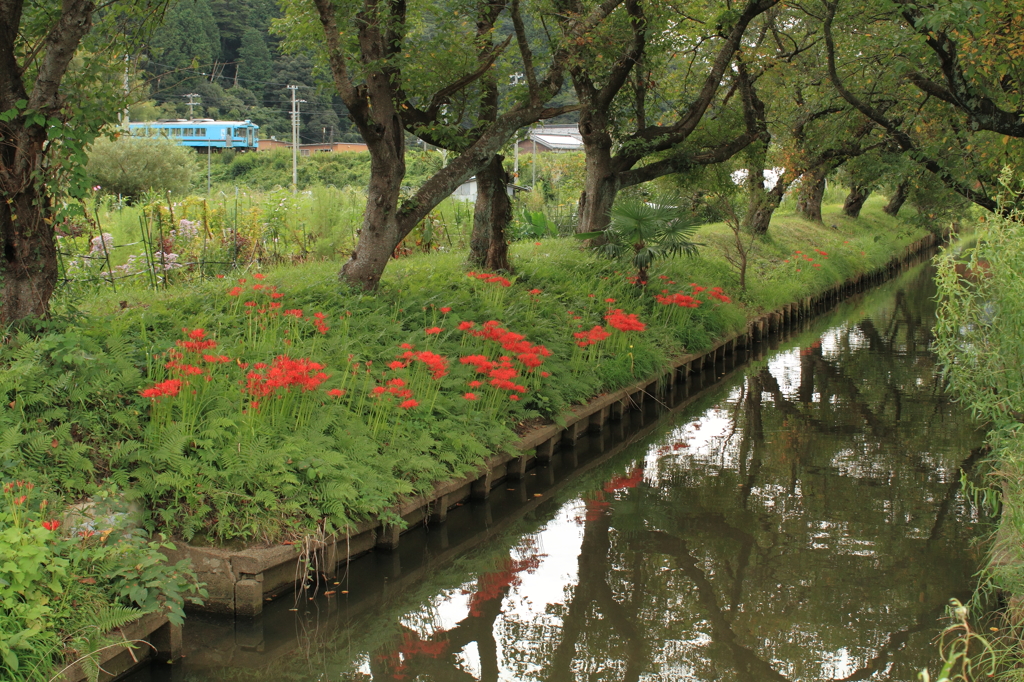 彼岸花咲く小川