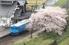 桜、夕日ヶ浦木津温泉駅俯瞰