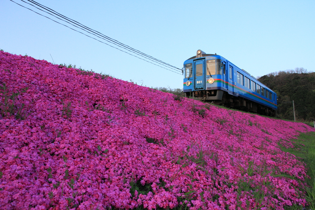 芝桜の上を走る