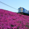 芝桜の上を走る