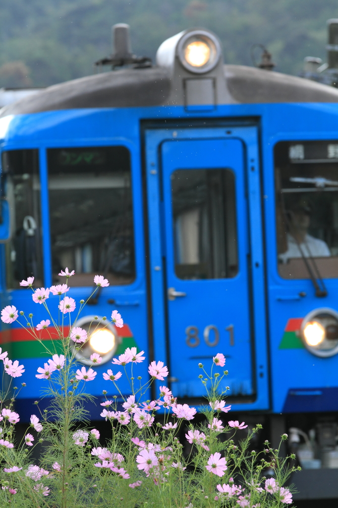 花言葉は純潔